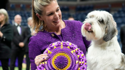 Unleashing Excitement: Your Guide to the 2024 Westminster Dog Show - Who Will Claim Best in Show? Schedule, TV, and Streaming Details Inside!